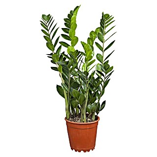 Piardino Glücksfeder (Zamioculcas zamiifolia, Topfgröße: 21 cm)