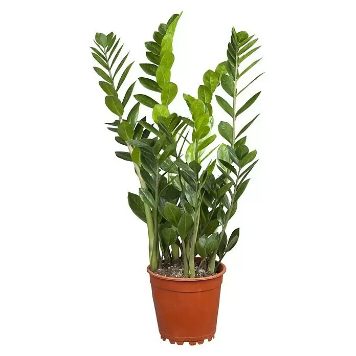 Piardino GlücksfederZamioculcas zamiifolia, Topfgröße: 21 cm