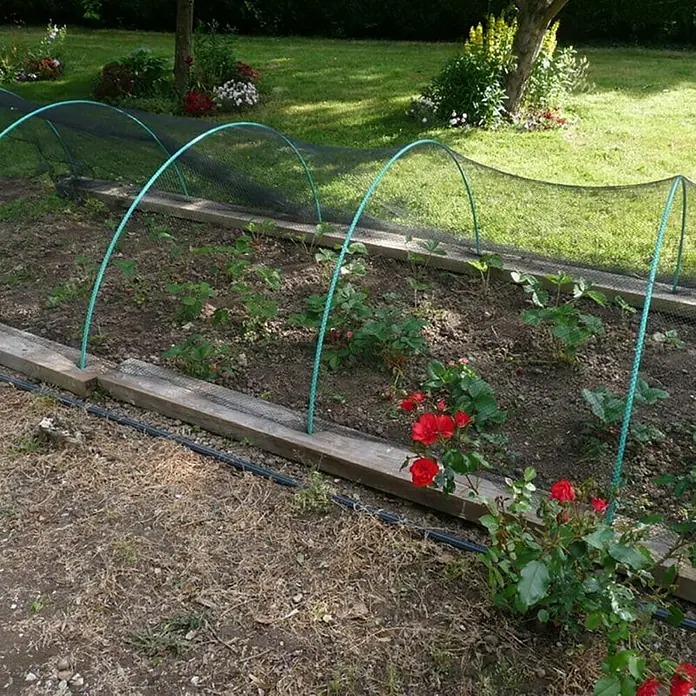Nortene Plantador - Largo: 250 cm - Imagen de un huerto con malla para fresas, bordeado por un borde de madera y arbustos de rosas.