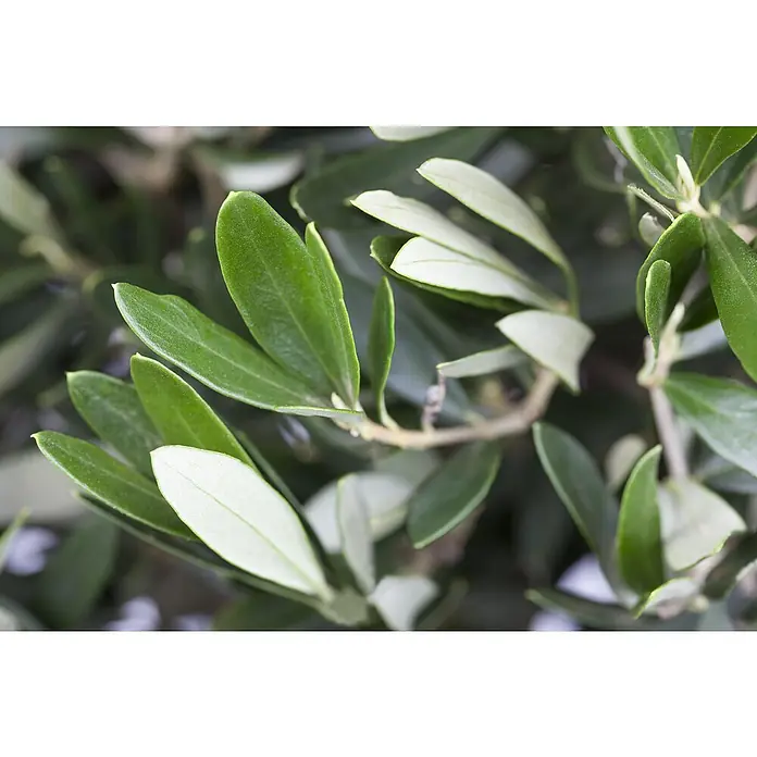 Piardino Olivenbaum Old Skin - Olea europaea, Aktuelle Wuchshöhe: 200 cm - 220 cm - Nahaufnahme von Olivenbaumblättern mit hellgrüner Farbe und sichtbaren Blattadern, die die natürliche Schönheit des Baumes hervorheben.