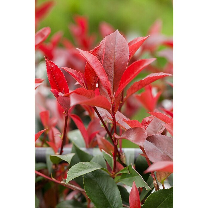 Piardino Glanzmispel Red RobinPhotinia fraseri 'Red Robin', Topfvolumen: 18 l Detail Shot