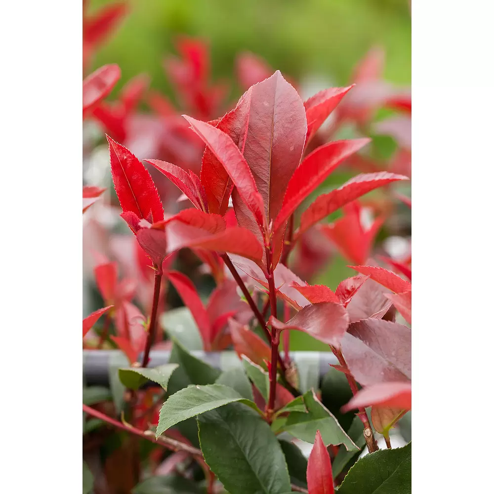 Piardino Glanzmispel Red Robin Halbstamm - Photinia fraseri 'Red Robin',  Topfvolumen: 18 l online kaufen bei BAUHAUS