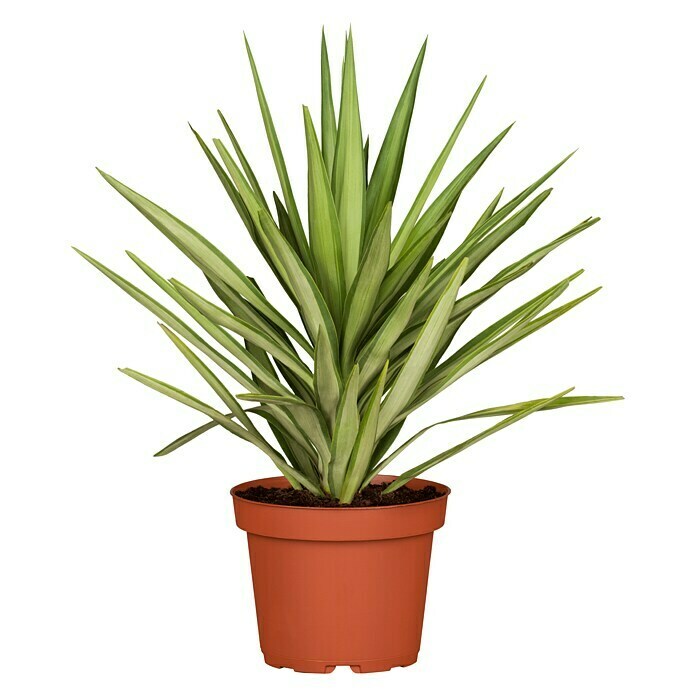 starfish snake plants Sansevieria hyb. 'Boncel' Starfish 6