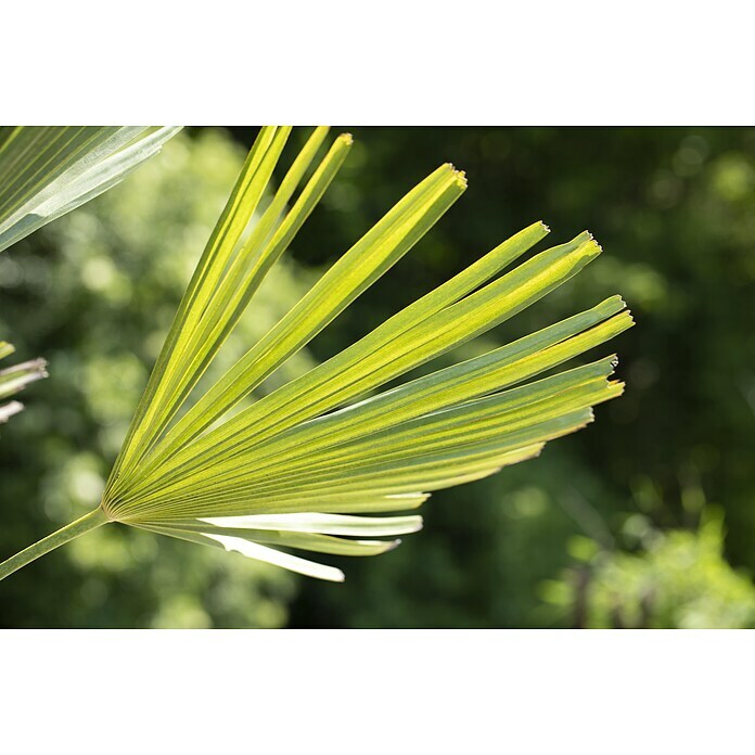 HanfpalmeTrachycarpus fortunei Detail Shot