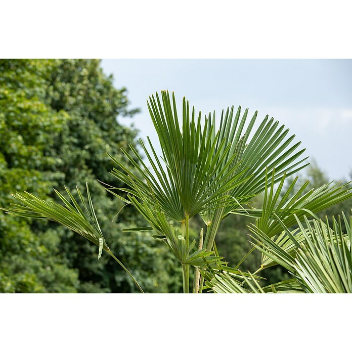 HanfpalmeTrachycarpus fortunei Detail Shot