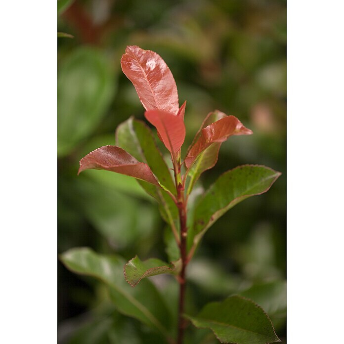 Piardino Glanzmispel Robusta CompactPhotinia fraseri 'Robusta Compact', Topfvolumen: 35 l Detail Shot