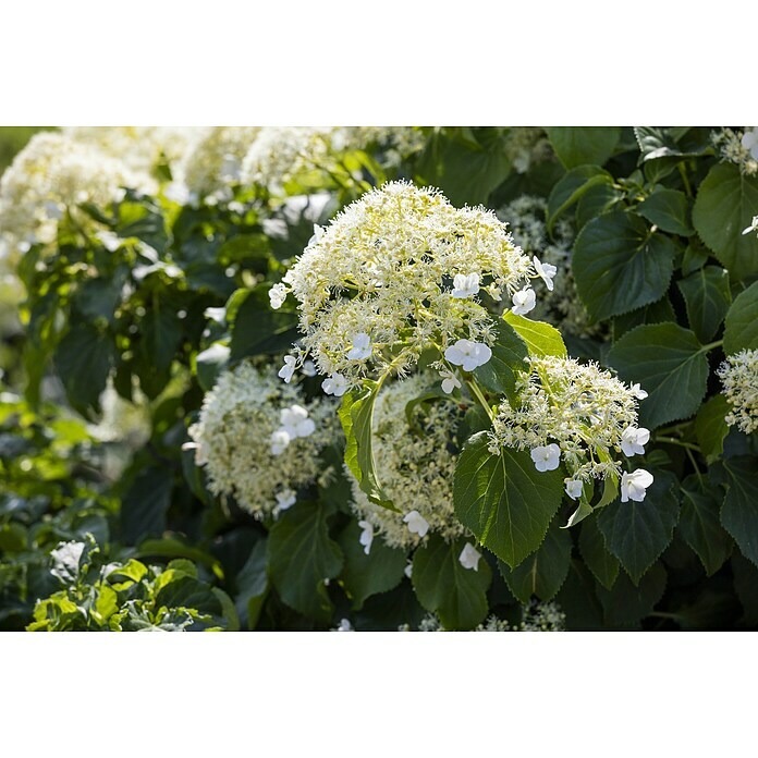 Piardino KletterhortensieHydrangea petiolaris Detail Shot