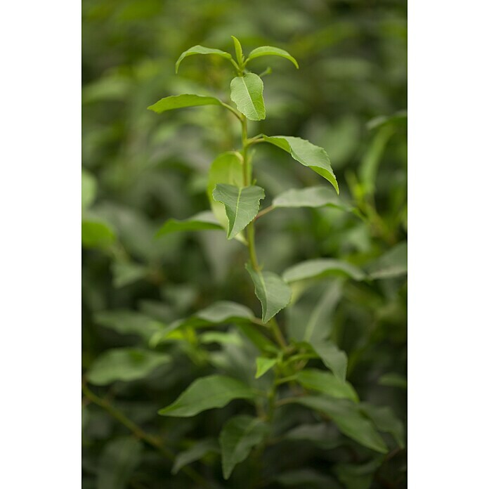 Piardino Portugiesische Lorbeerkirsche AngustifoliaPrunus lusitanica 'Angustifolia' Detail Shot