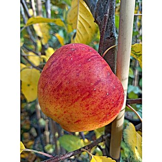 Apfelbaum Topaz (Malus domestica 'Topaz', Erntezeit: September - Oktober)