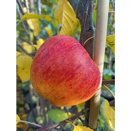 Apfelbaum Topaz®