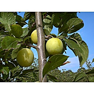 Pflaumenbaum Oullins Reneklode (Prunus, Erntezeit: August)