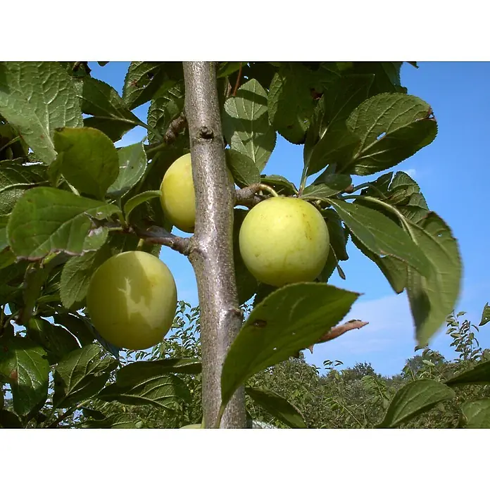 Pflaumenbaum Oullins Reneklode - Prunus, Erntezeit: August - Nahaufnahme von gelben Pflaumen, die an einem Baum wachsen, mit grünem Laub und blauem Himmel im Hintergrund.