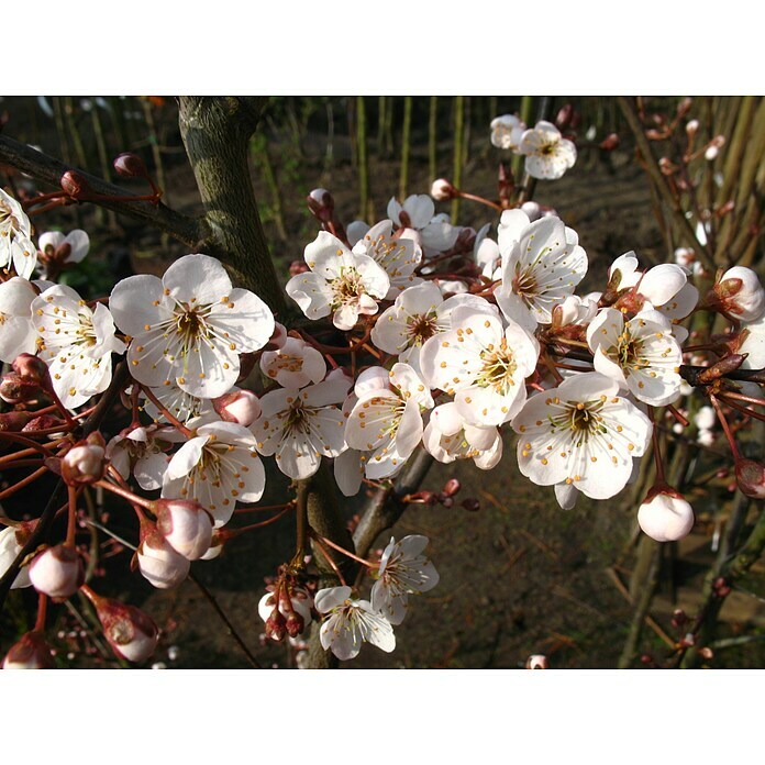 BAUHAUS cerasifera, Erntezeit: Pflaumenbaum Trailblazer September) (Prunus |
