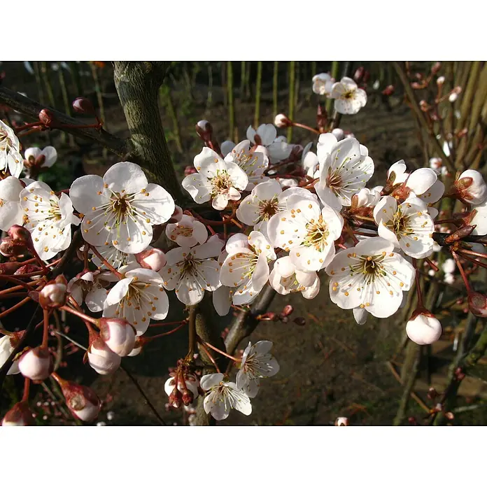 Pflaumenbaum Trailblazer - Prunus cerasifera, Erntezeit: September - Zarte weiße Blüten mit filigranen Staubgefäßen schmücken die Äste eines blühenden Baumes im Frühlingslicht. Die Blütenblätter strahlen Reinheit aus.