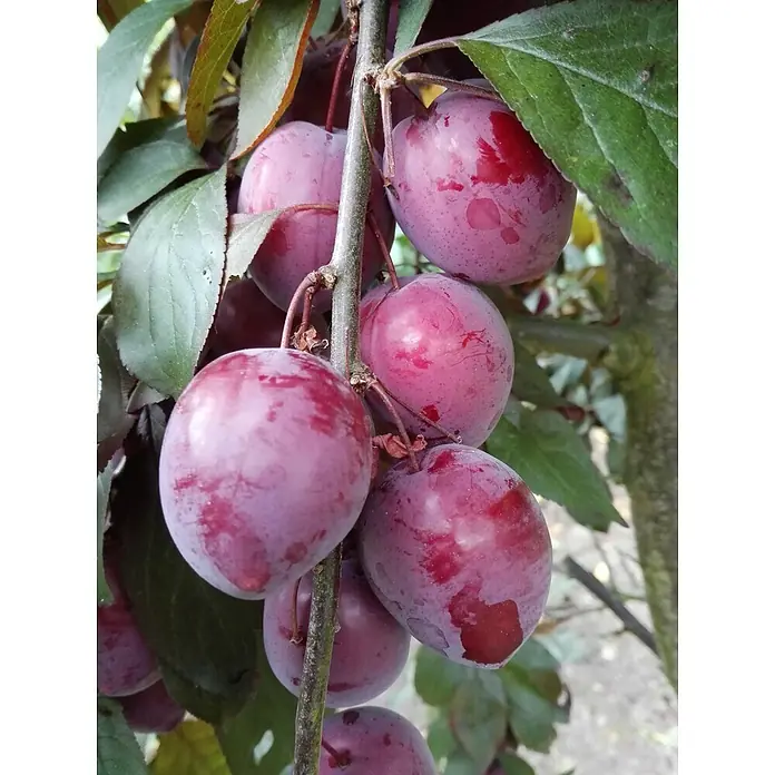 Pflaumenbaum Trailblazer - Prunus cerasifera, Erntezeit: September - Eine Nahaufnahme von einer Gruppe reifer, purpurroter Pflaumen, die an einem Ast mit grünen Blättern hängen.