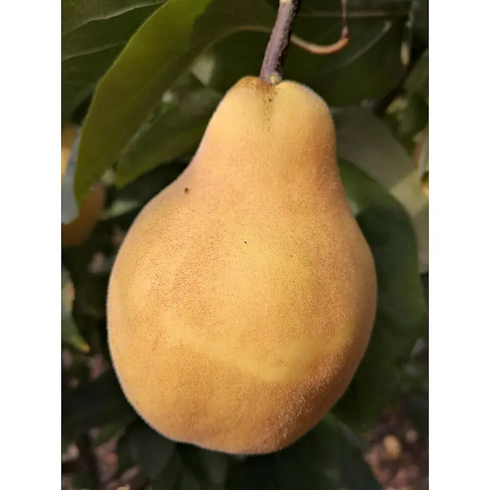 Quittenbaum Vranja - Cydonia oblonga 'Vranja', Erntezeit: Oktober - Nahaufnahme einer reifen, goldgelben Quitte am Baum, umgeben von grünen Blättern. Die flaumige Textur der Frucht ist gut erkennbar.