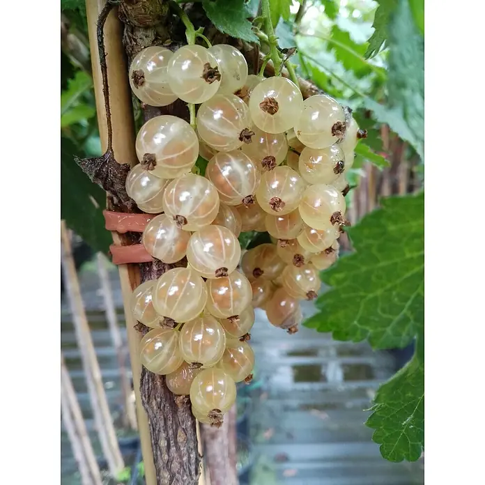Weiße Johannisbeere Weiße Versailler - Ribes rubrum, Erntezeit: Juli - Nahaufnahme einer reifen weißen Johannisbeere, die an ihrem Strauch hängt und die Transluzenz der Frucht hervorhebt.