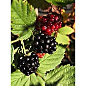 Brombeere Loch Ness (Rubus fruticosus 'Loch Ness', Erntezeit: Juli) | BAUHAUS