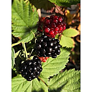 Brombeere Loch Ness (Rubus fruticosus 'Loch Ness', Erntezeit: Juli)