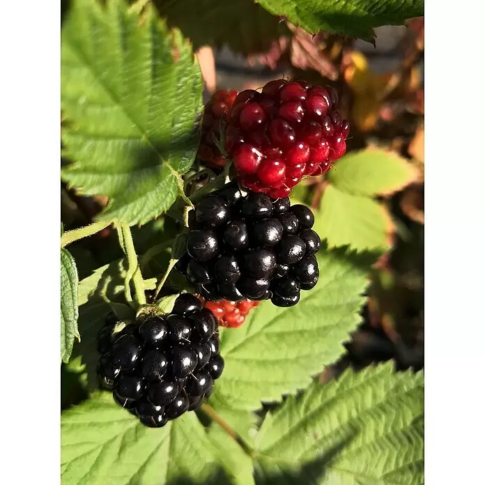 Brombeere Loch Ness - Rubus fruticosus 'Loch Ness', Erntezeit: Juli - Detailaufnahme