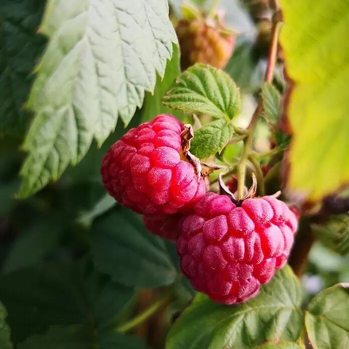 Himbeere Rubaca - Rubus idaeus, Erntezeit: Juni - Reife rote Himbeeren an einer Pflanze.