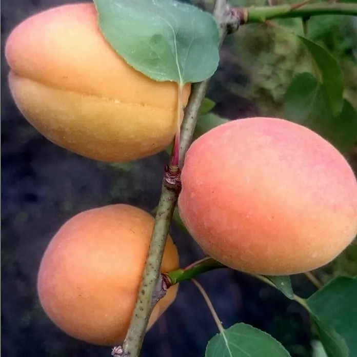 Aprikose GoldrichPrunus armeniaca 'Goldrich' - Nahaufnahme von drei reifen Aprikosen am Baum, mit saftigem, orangefarbenem Fruchtfleisch und grünen Blättern.