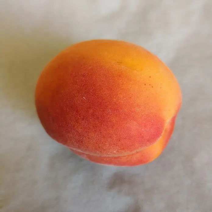 Aprikose HarlaynePrunus armeniaca 'Harlayne', Erntezeit: Juli - Nahaufnahme einer einzelnen, saftigen Aprikose mit einer samtigen Haut in leuchtenden Orange- und Rottönen, die ihre Reife und Frische hervorhebt.