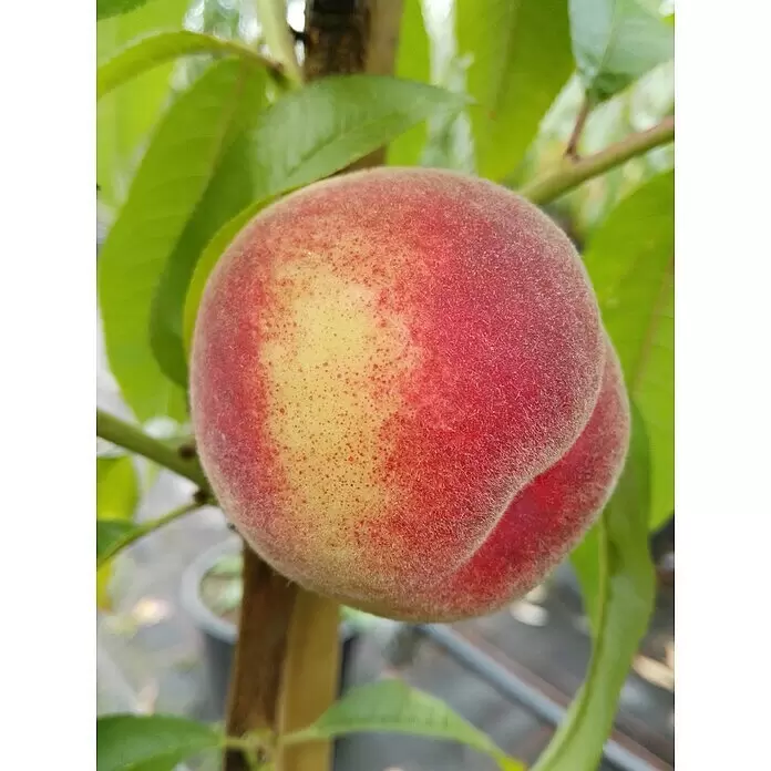 Pfirsich Kernechter vom Vorgebirge - Prunus persica, Erntezeit: September - Detailaufnahme