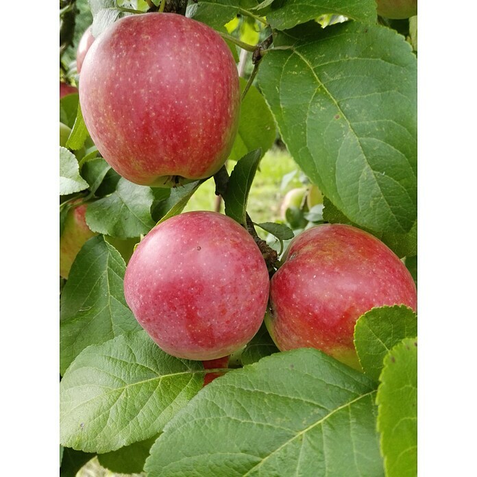 Apfelbaum Jamba (Malus domestica 'Jamba', Busch, 10 l, Erntezeit: August) | BAUHAUS