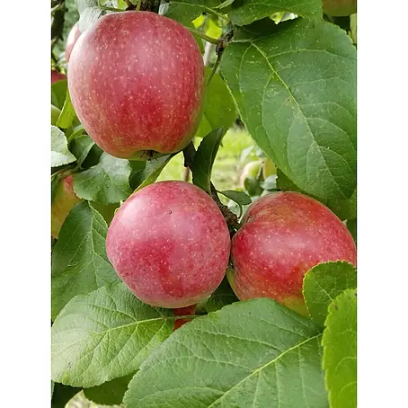 Apfelbaum Jamba