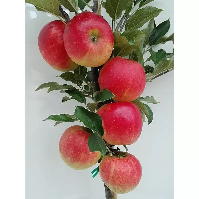Apfelbaum Elstar - Malus domestica 'Elstar', Halbstamm, 10 l, Erntezeit: September - Detailaufnahme