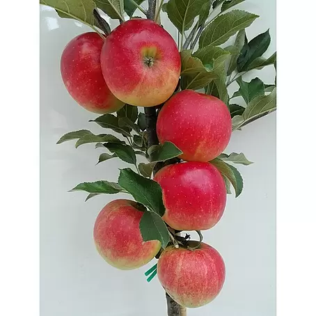 Apfelbaum Elstar