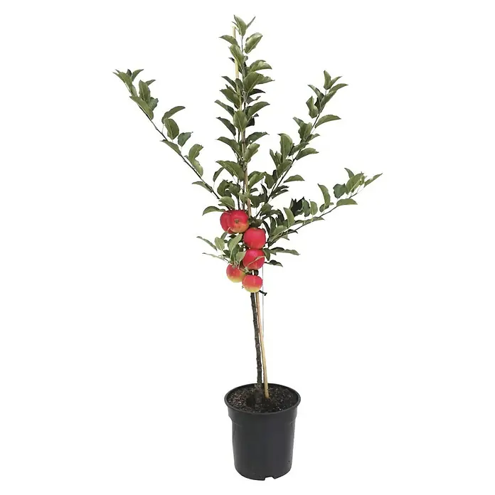 Apfelbaum Elstar - Malus domestica 'Elstar', Busch, 10 l, Erntezeit: September - Apfelbaum im Topf, mit roten Äpfeln und grünen Blättern, ideal für den Garten oder Balkon. Attraktive Zierde und Ernte in einem.