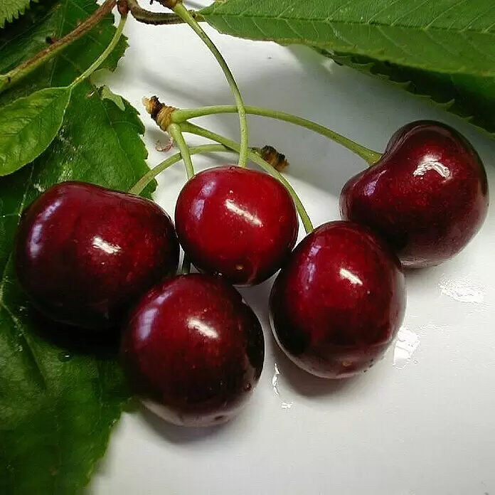 Süßkirschbaum Schneiders Späte Knorpelkirsche - Prunus, Erntezeit: Juni - Detailaufnahme