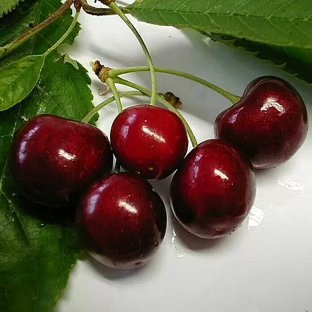 Süßkirschbaum Schneiders Späte Knorpelkirsche