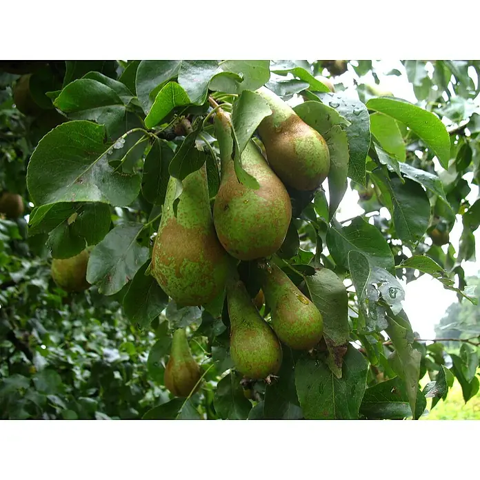BirnenbaumPyrus communis 'Conference', Erntezeit: September - Nahaufnahme einer Birnengruppe an einem Baum, die reif für die Ernte sind, mit grünen Blättern.