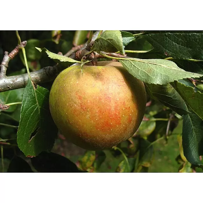 Apfelbaum - Malus domestica 'Holsteiner Cox', Erntezeit: September - Ein reifender Apfel, grün mit roter Röte, hängt an einem belaubten Ast.