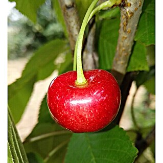 Süßkirschbaum Büttners Rote Knorpelkirsche (Prunus 'Büttners Rote Knorpelkirsche', Erntezeit: Juli - August)