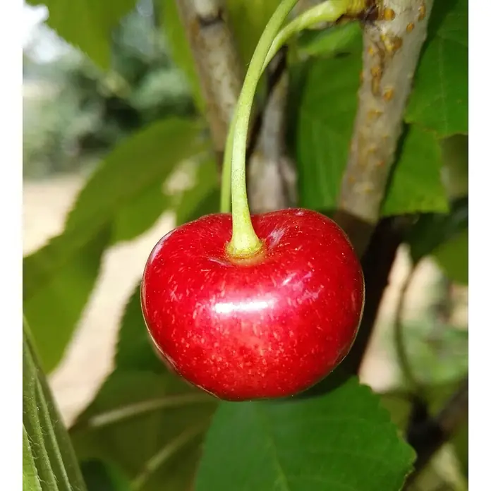 Süßkirschbaum Büttners Rote Knorpelkirsche - Prunus 'Büttners Rote Knorpelkirsche', Erntezeit: Juli - Nahaufnahme einer reifen, roten Kirsche am Baum. Die Frucht hängt an einem grünen Stiel zwischen grünen Blättern.