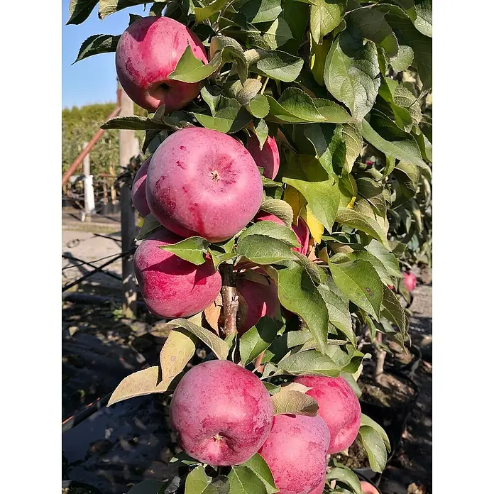 Säulen-Apfelbaum Garden Fountain - Malus domestica, Erntezeit: September - Üppige Nahaufnahme eines Apfelbaums voller reifer, roter Äpfel, umgeben von grünen Blättern in einem sonnigen Garten.
