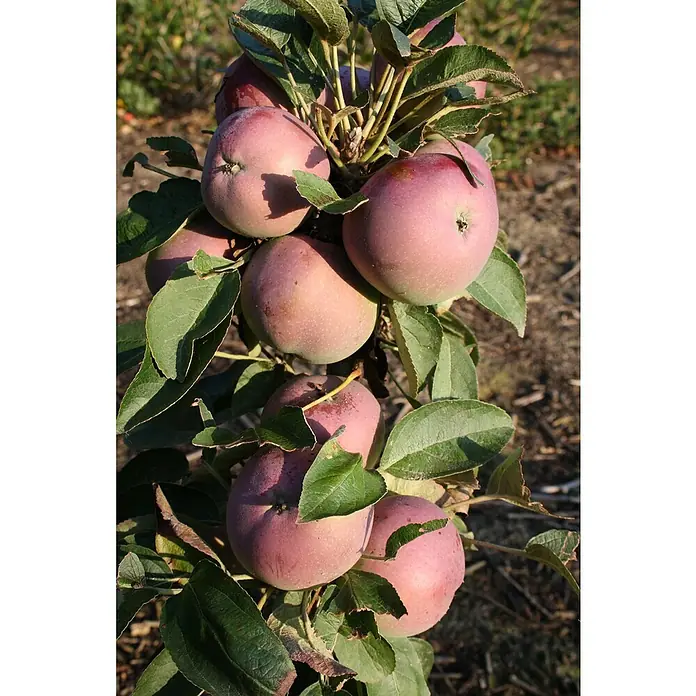 Säulen-Apfelbaum Black McIntosh - Malus domestica, Erntezeit: September - Eine Nahaufnahme von einer Gruppe reifer Äpfel am Baum, die durch grüne Blätter ergänzt werden. Die Äpfel haben eine rosa-rote Färbung.