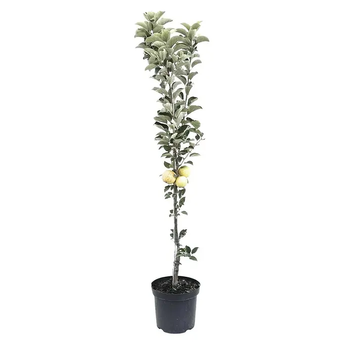 Säulen-Apfelbaum Ananasrenette - Malus domestica 'Ananasrenette', Erntezeit: Oktober - Ein schlanker Apfelbaum im Topf mit reifen Früchten, ideal für kleine Gärten oder Balkone. Bringt frisches Grün und Ernte auf kleinstem Raum.