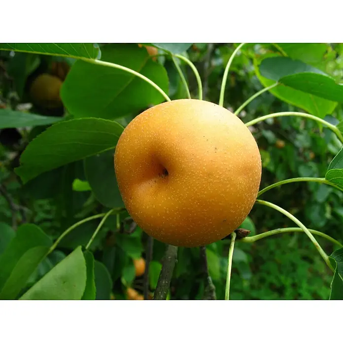 Säulen-Birnenbaum Nashi Hosui - Pyrus pyrifolia, Säule - Nahaufnahme einer reifen Nashi-Birne am Baum, die goldene Farbe und die feine Punktierung der Frucht hervorhebt.