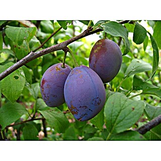 Pflaumenbaum Hauszwetsche (Prunus 'Hauszwetsche', Erntezeit: September)