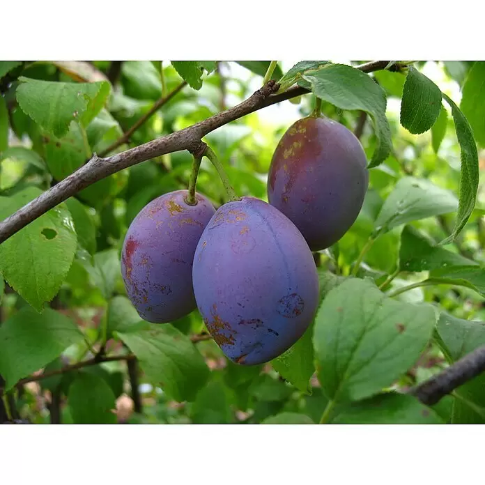 Pflaumenbaum Hauszwetsche - Prunus 'Hauszwetsche', Erntezeit: September - Detailaufnahme
