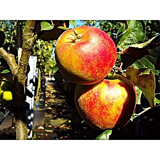 Zwerg-Apfelbaum Delgrina (Malus 'Delgrina', Erntezeit: September - Oktober)