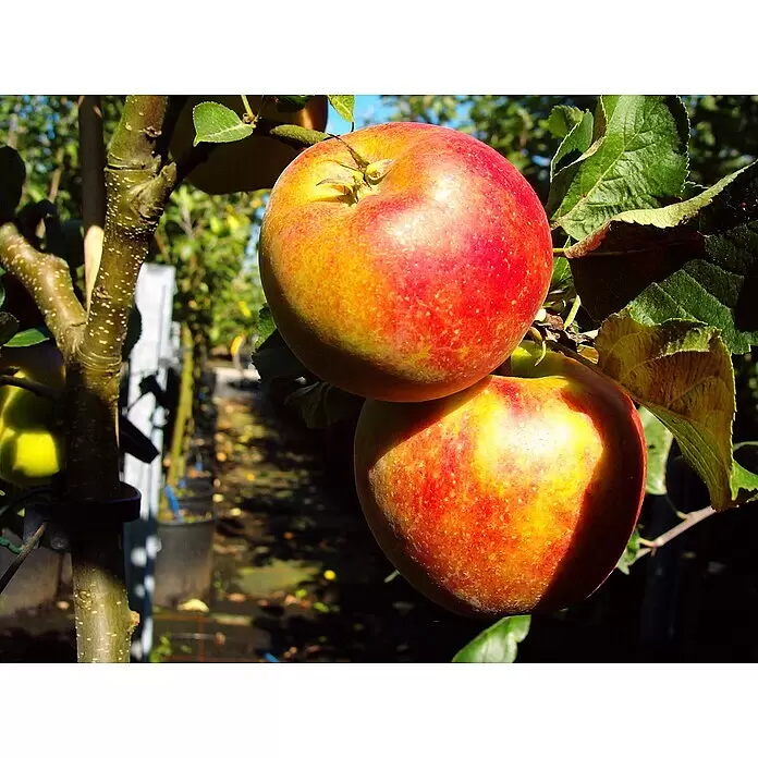 Zwerg-Apfelbaum Delgrina - Malus 'Delgrina', Erntezeit: September - Zwei reife, rot-gelbe Äpfel hängen an einem Ast im Obstgarten.