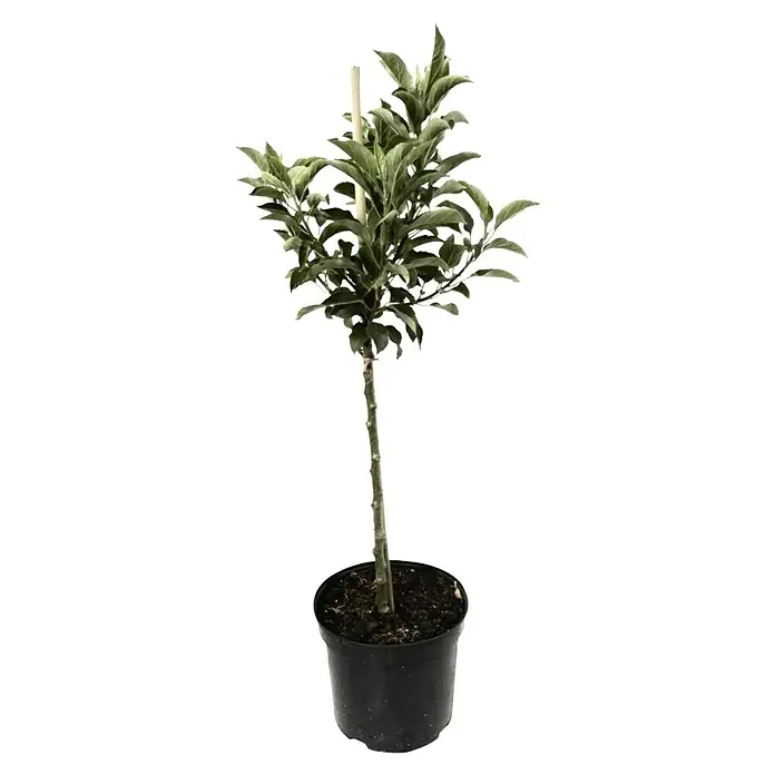 Zwerg-Apfelbaum Galina - Malus domestica 'Galina', Erntezeit: September - Ein detailreiches Bild eines Zierbaums in einem Topf, der die feinen Details seiner Blätter und der Textur des Topfes hervorhebt.