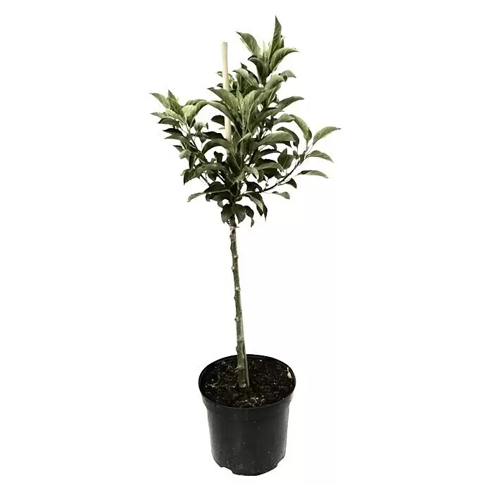Zwerg-Apfelbaum GalinaMalus domestica 'Galina', Erntezeit: September