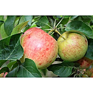 Zwerg-Apfelbaum Galina (Malus domestica 'Galina', Erntezeit: September)